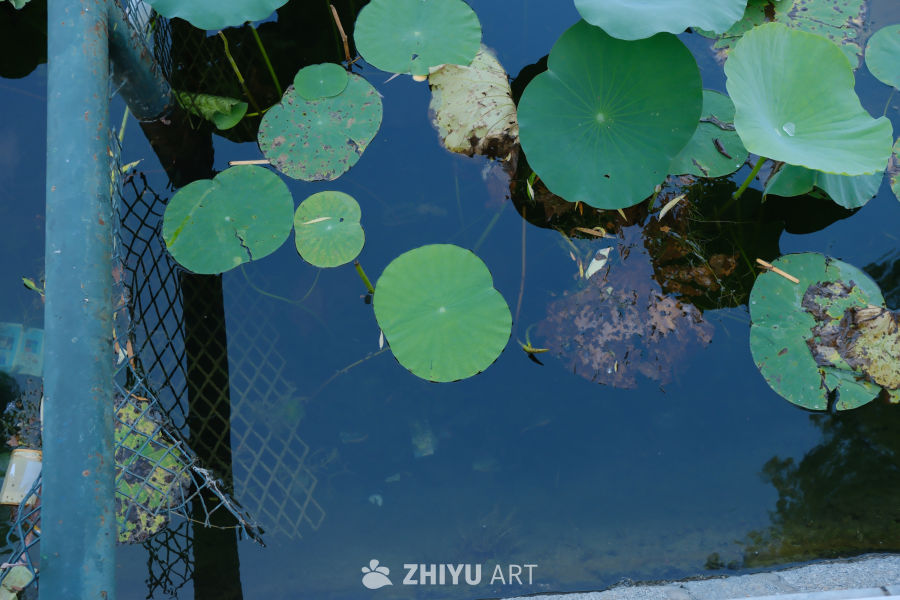 什刹海荷花 7