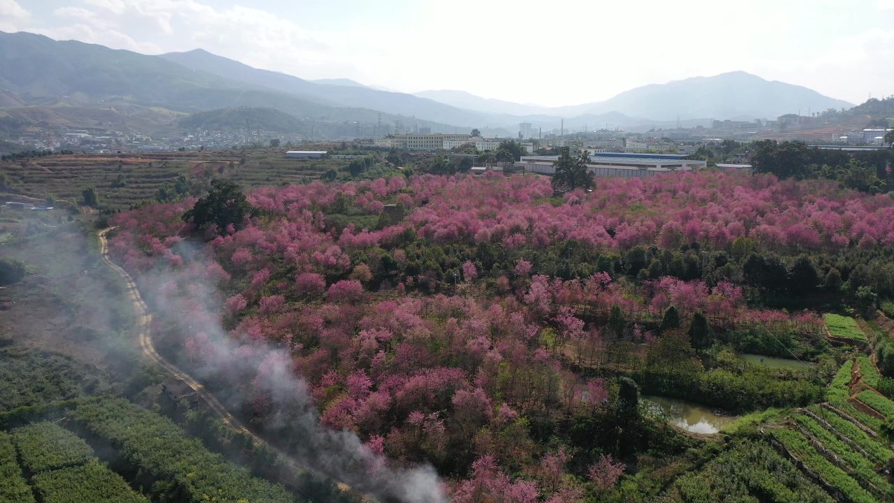 樱花航拍