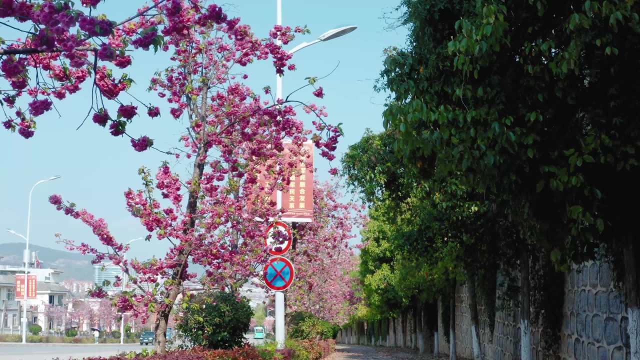 樱花盛开的街道