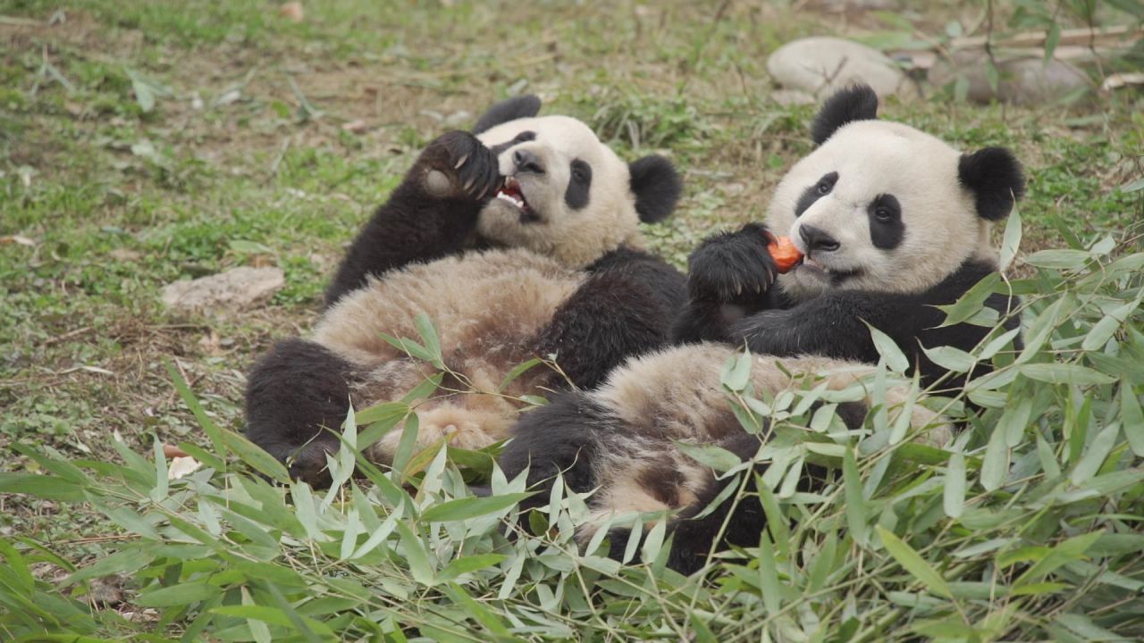 两只大熊猫吃东西