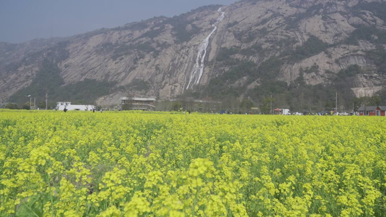 油菜花盛开 12