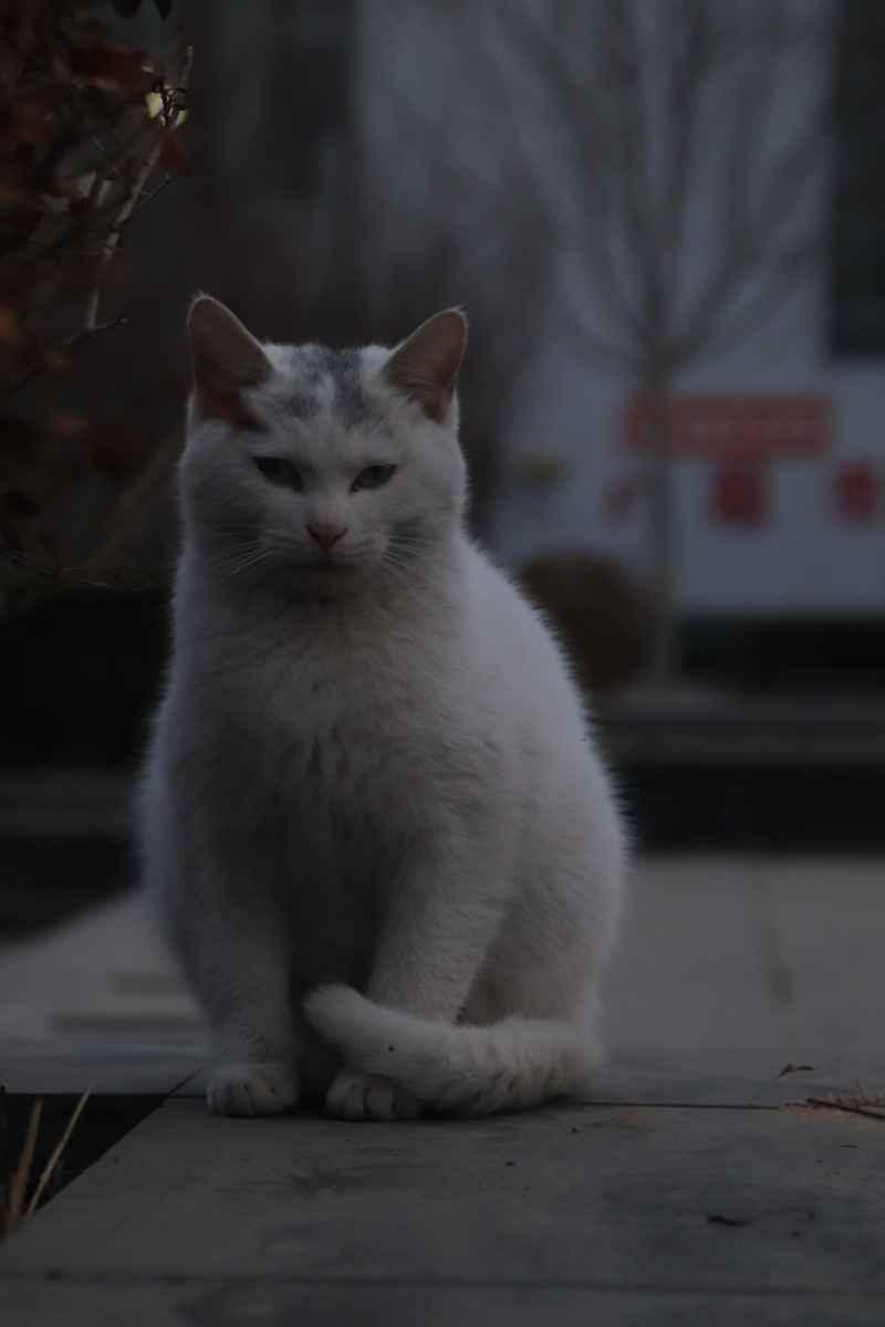 猫咪