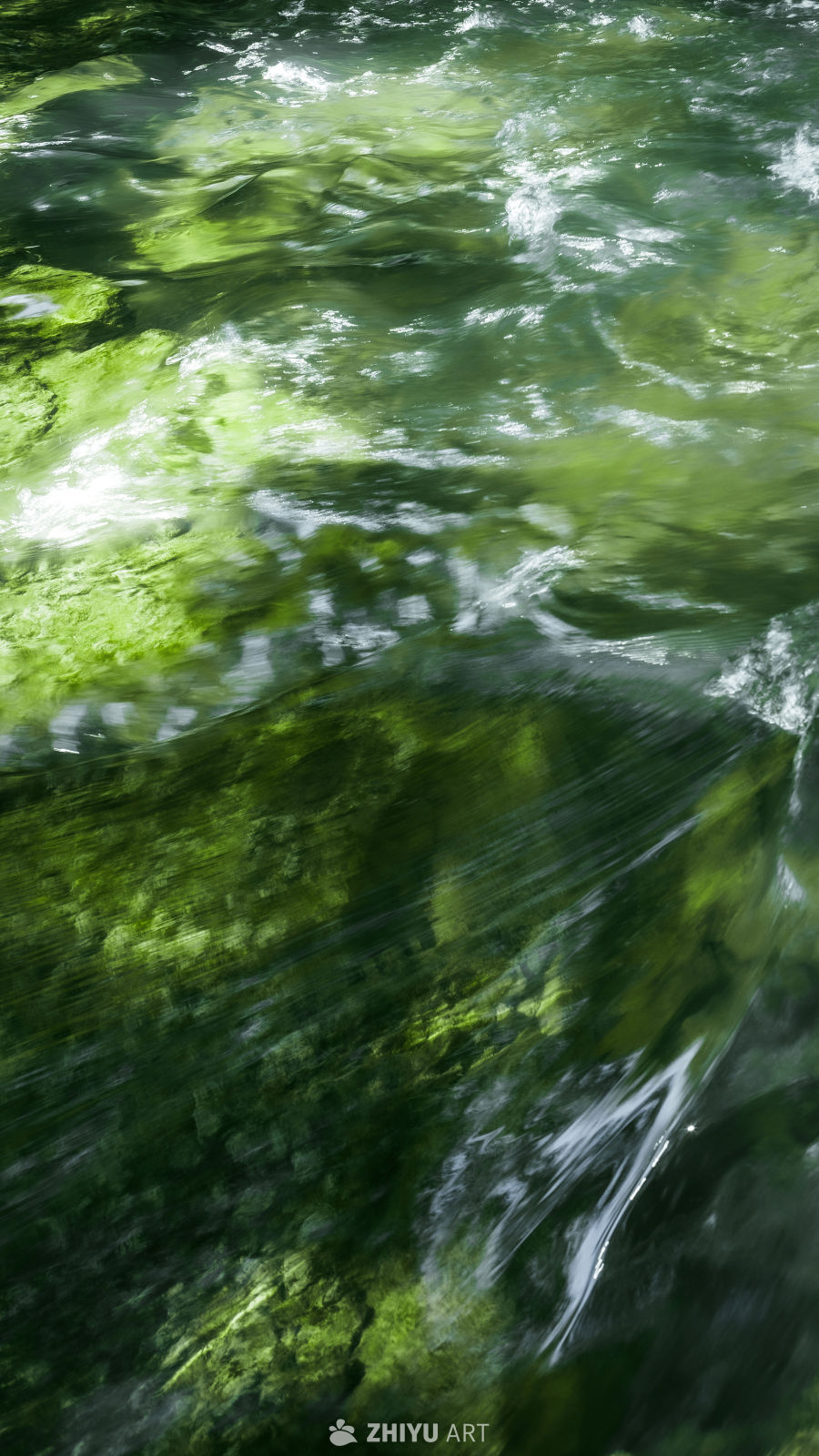 树是另一种意义上的海