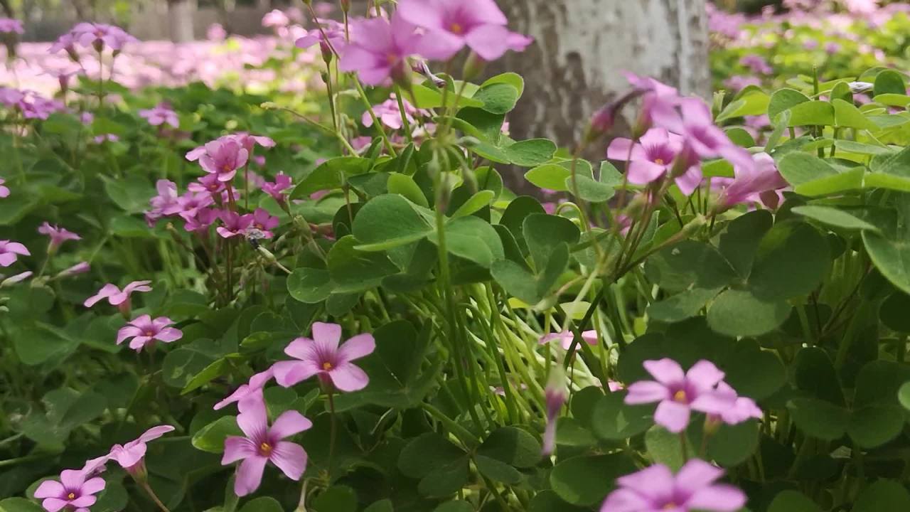 粉色花海