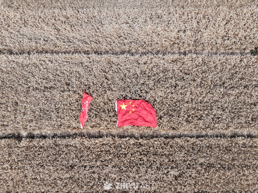 麦田中的红旗