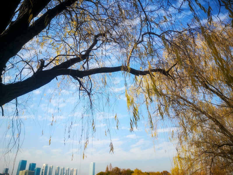 蓝天下秋天枯黄树叶植物摄影图  