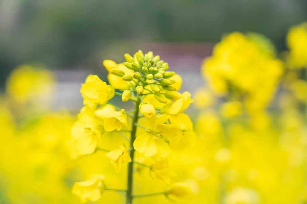 春天的油菜花