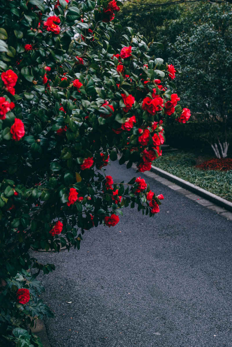 茶花 9