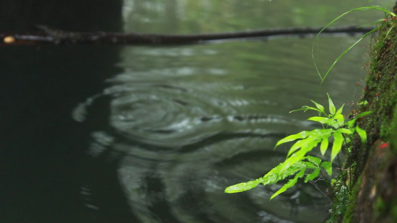 雨中池塘边的水草