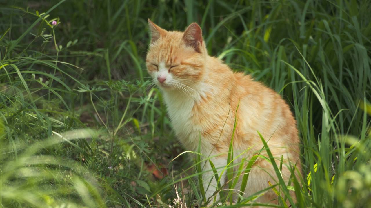 公园的小猫咪流浪猫 5