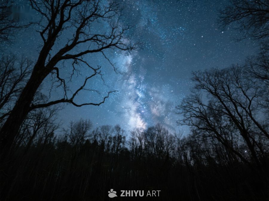 夜空银河与树影剪影 444