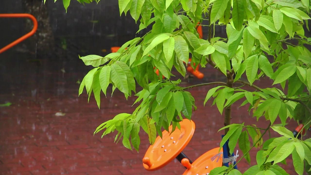 大雨中的小白兰树