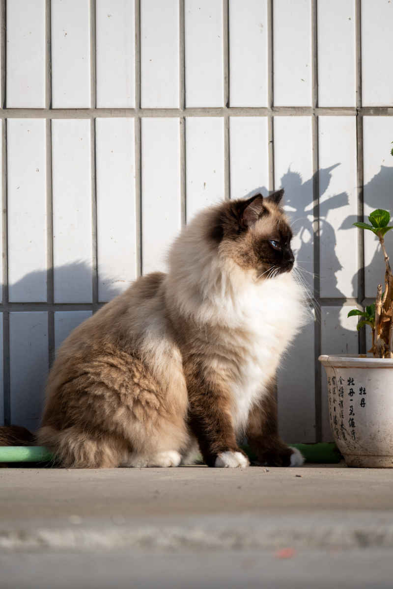 动物、猫猫狗狗