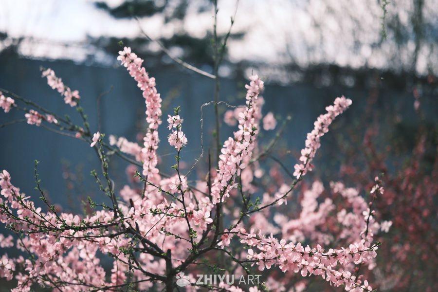 春天 8