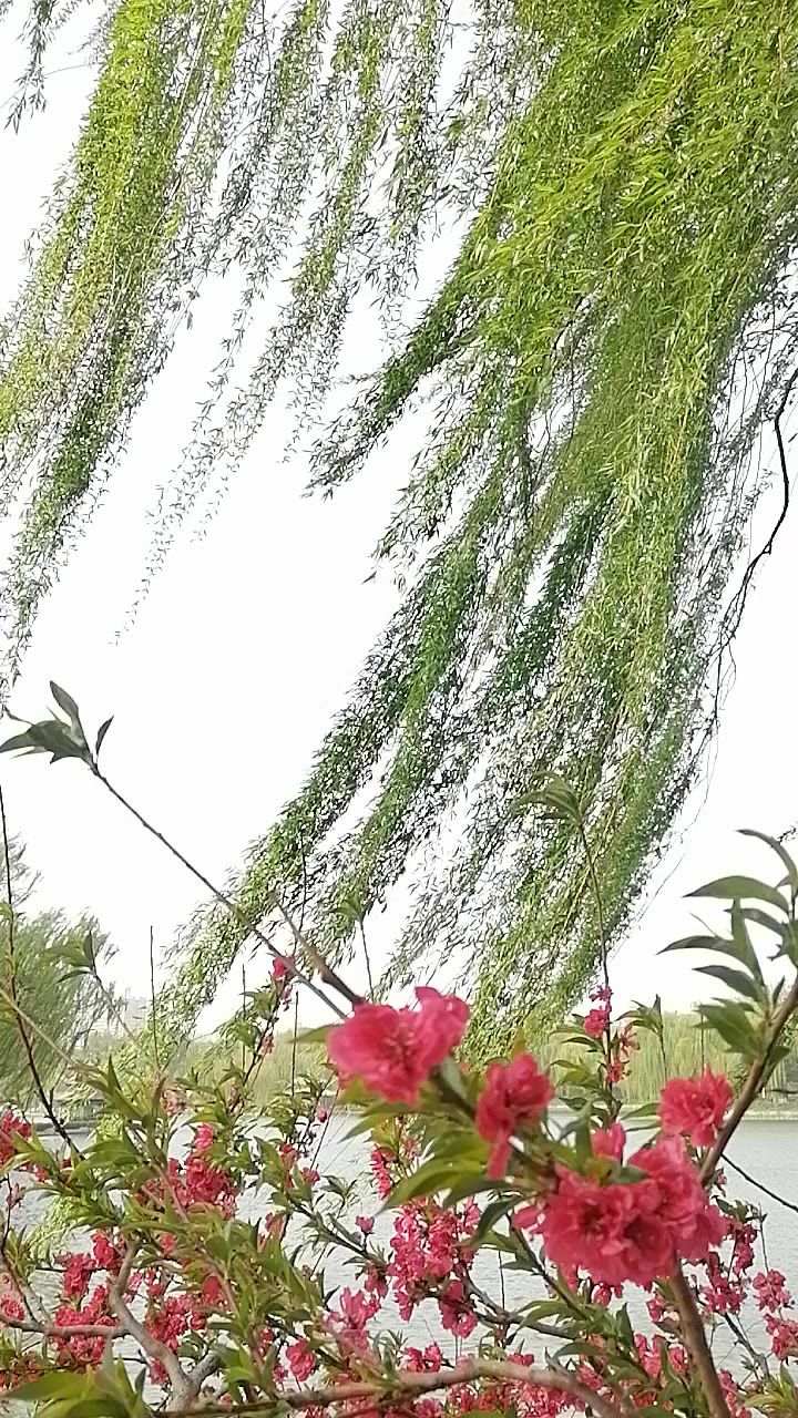 春风扬柳万千条