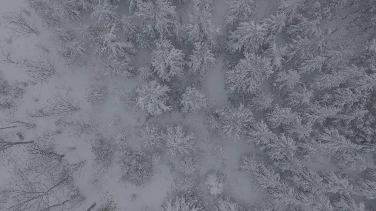 雪中森林俯瞰