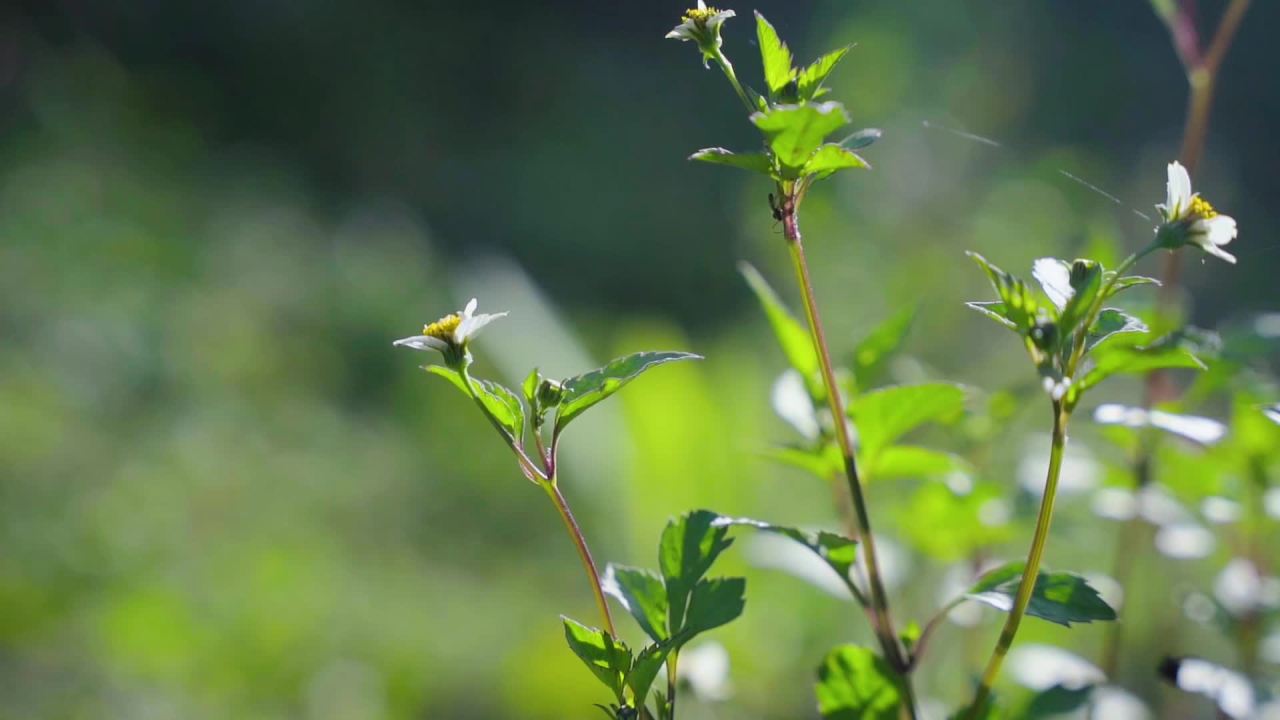 阳光下的野花