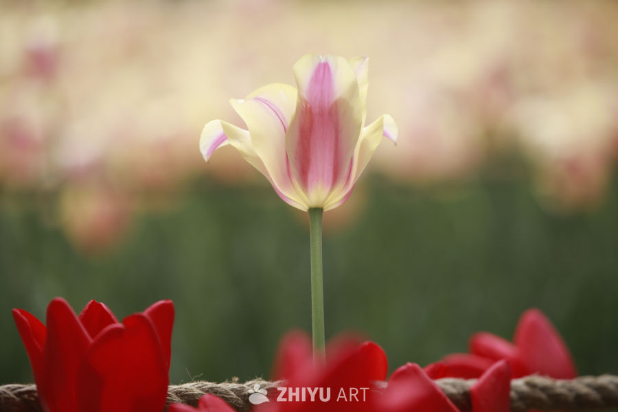 春日的温柔