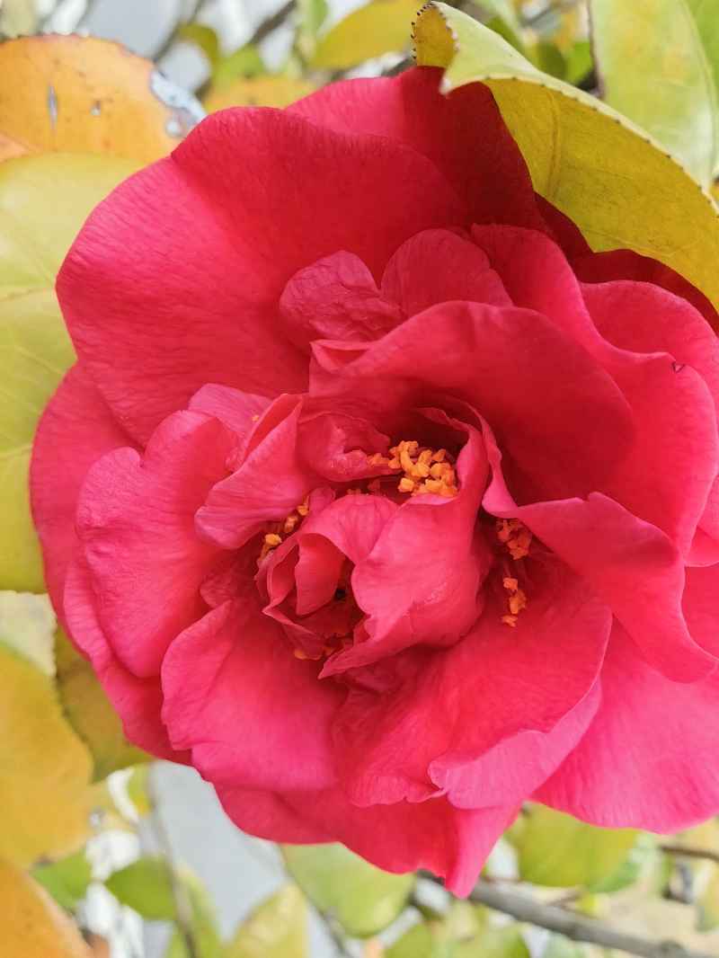 山茶花