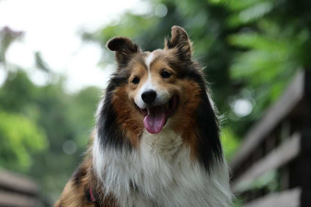喜乐蒂牧羊犬