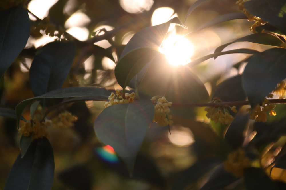 桂花