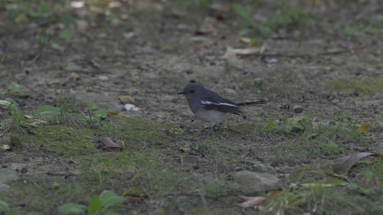 杨府山公园观鸟 47