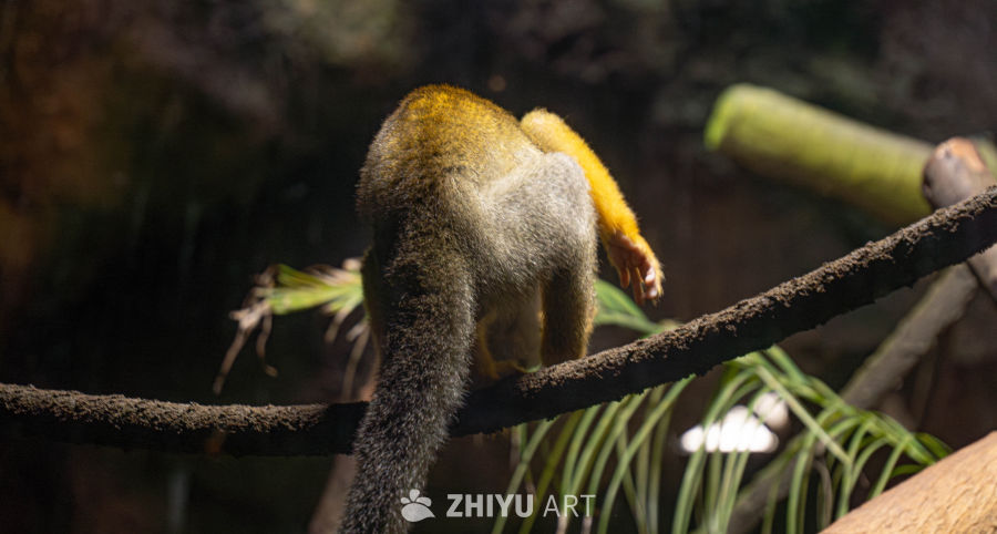 松鼠猴栖息瞬间