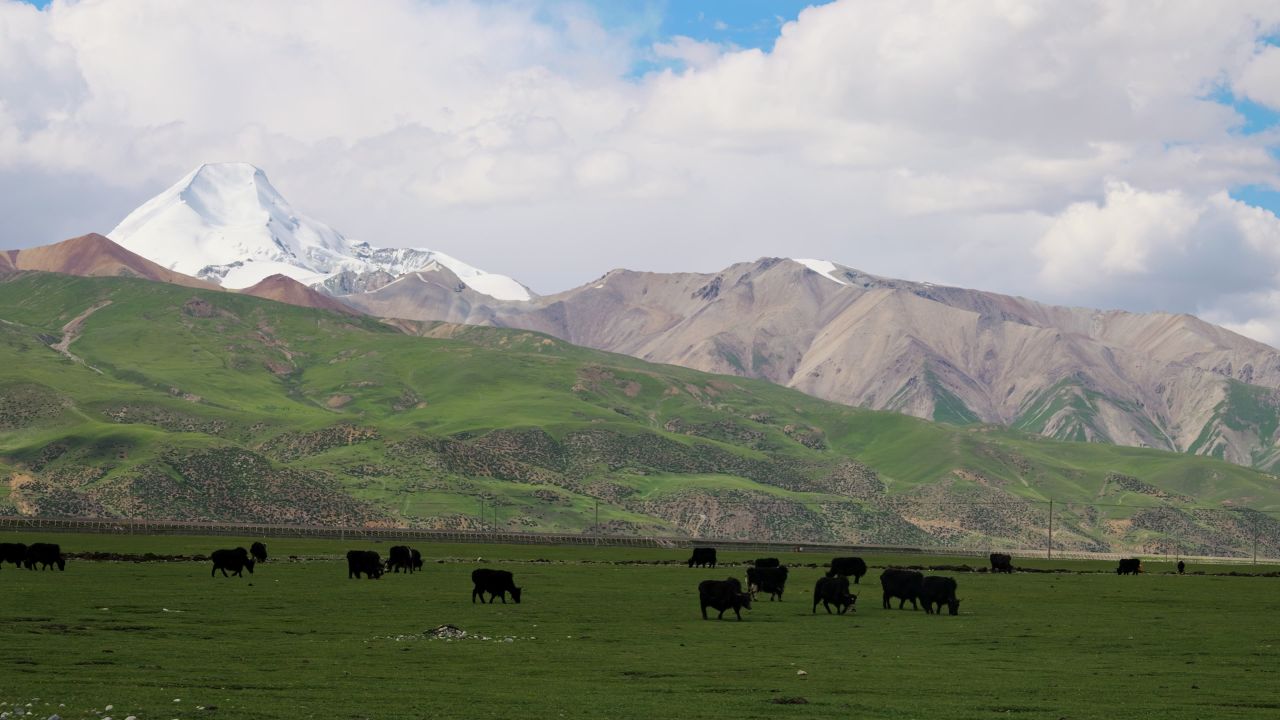 西藏那曲雪山脚下草原上的牦牛群