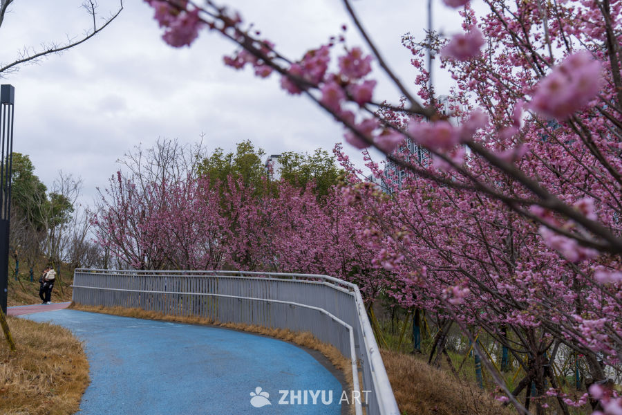 春日樱花步道