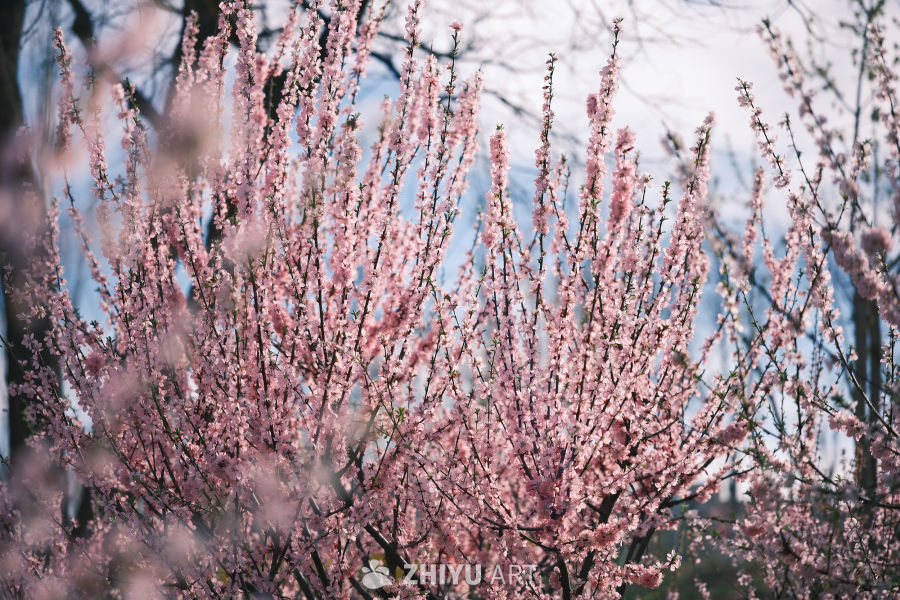 春天 17