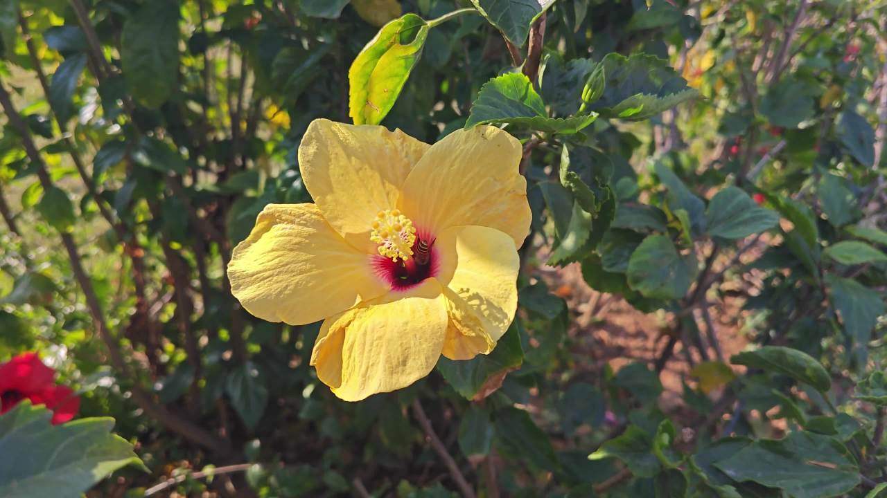 4K风吹黄色朱槿花蜜蜂飞出