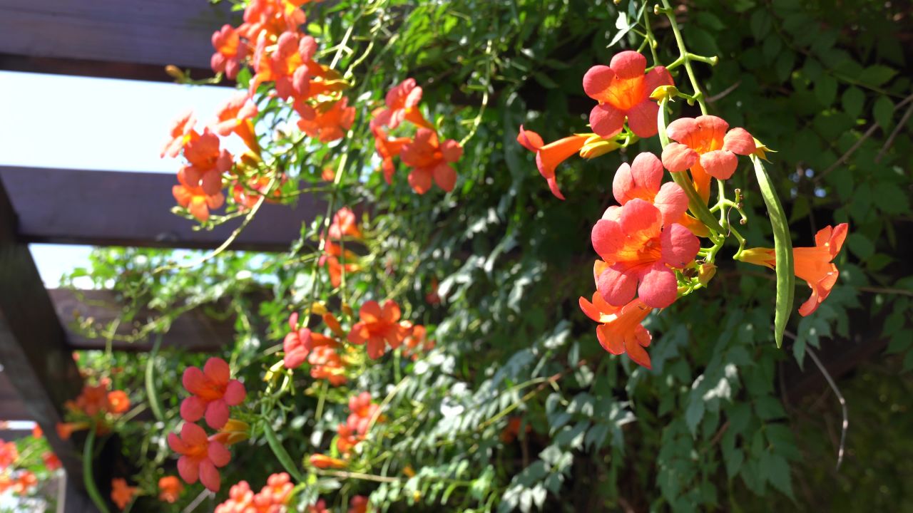 凌霄花 3