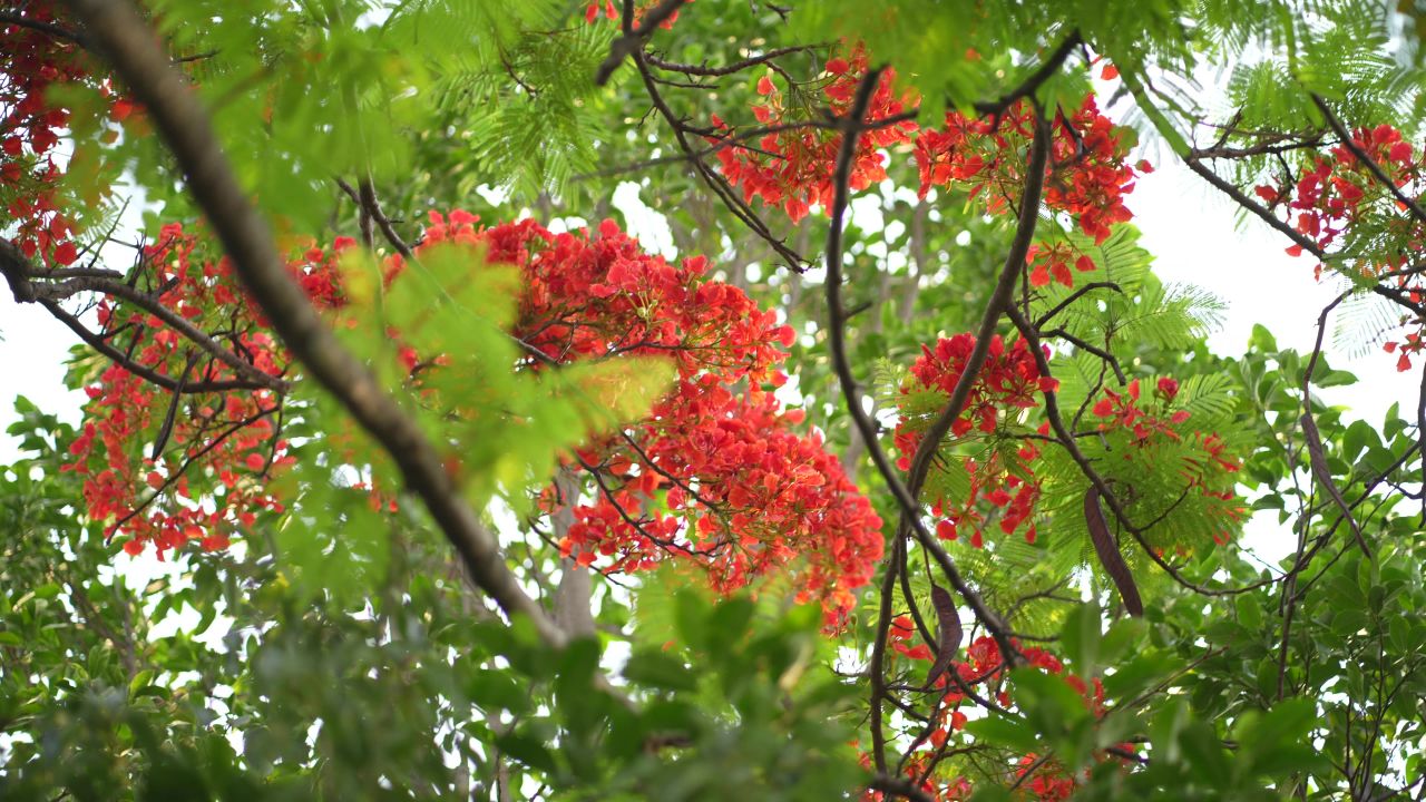 凤凰花 13