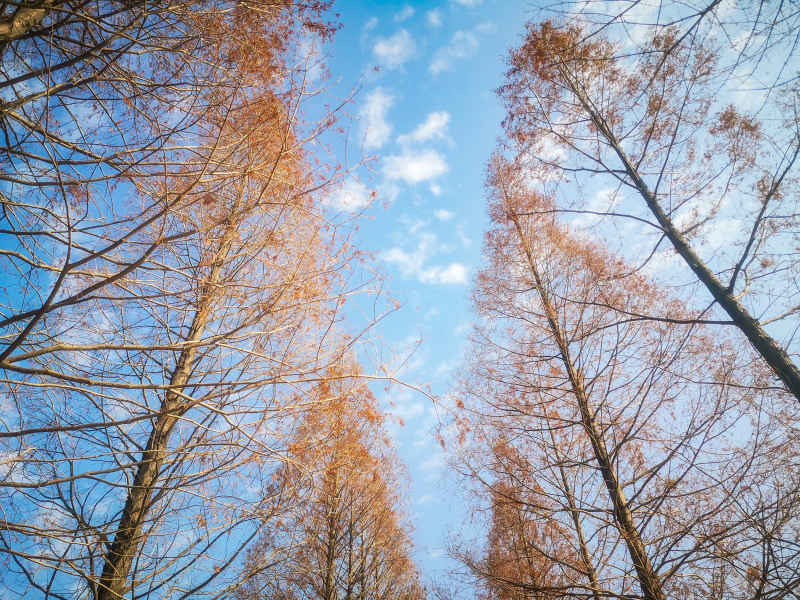 秋天植物红木杉摄影图 