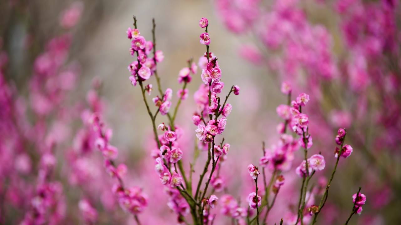 4k梅花盛开  游客观赏梅花