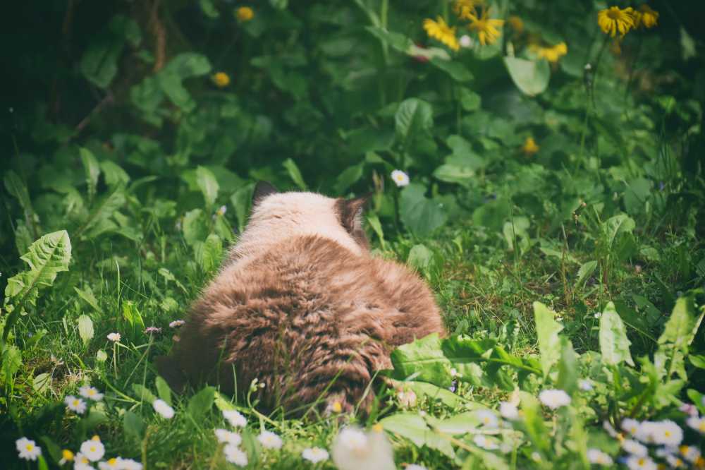 猫英国短毛猫国内的