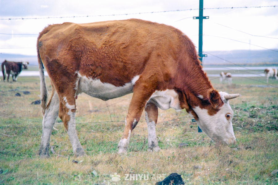 牧场中的悠闲牛