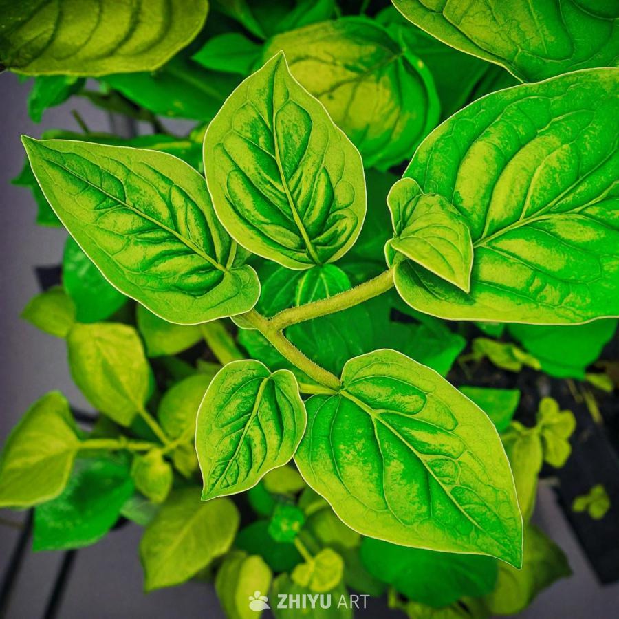 一片茂盛的绿色植物，有着大而明亮的绿叶。叶子的排列