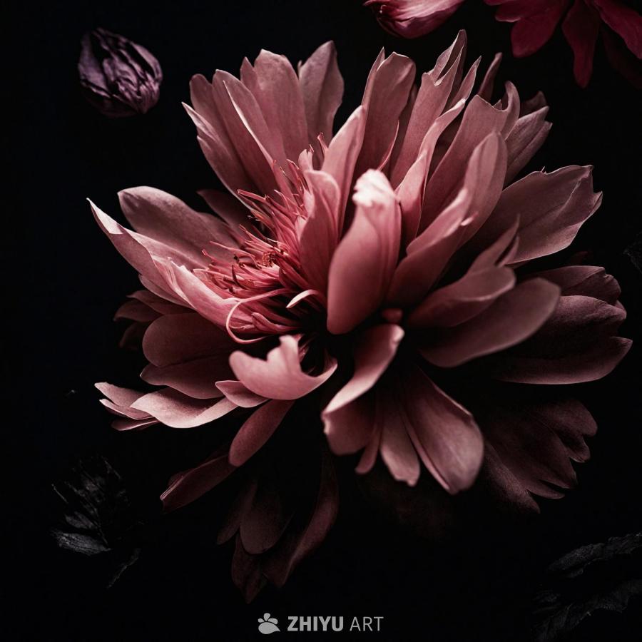 黑色背景上，一朵粉色或紫色的花朵占据了中心位置。花