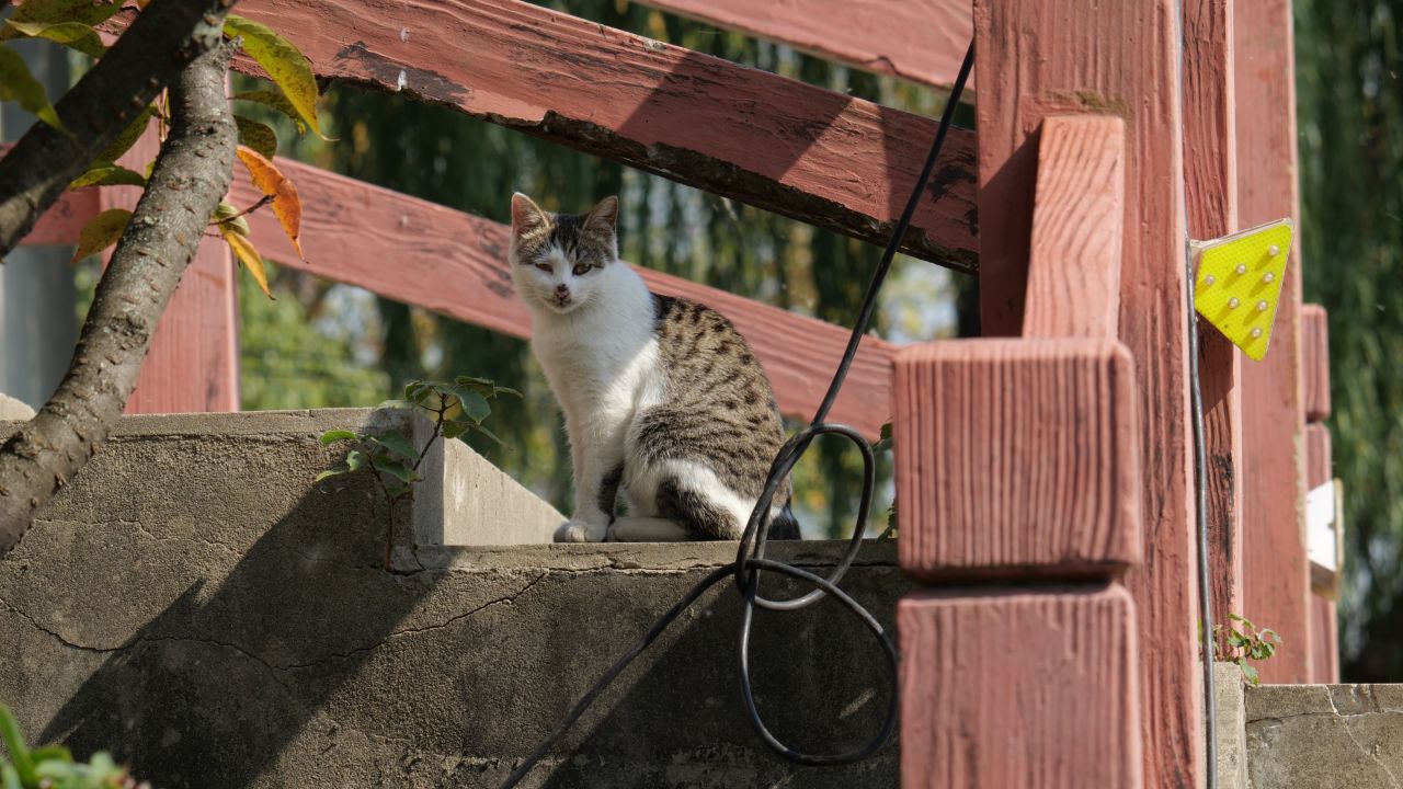 一只猫4K实拍