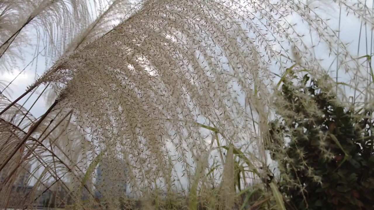 枯萎芦苇植物实拍 