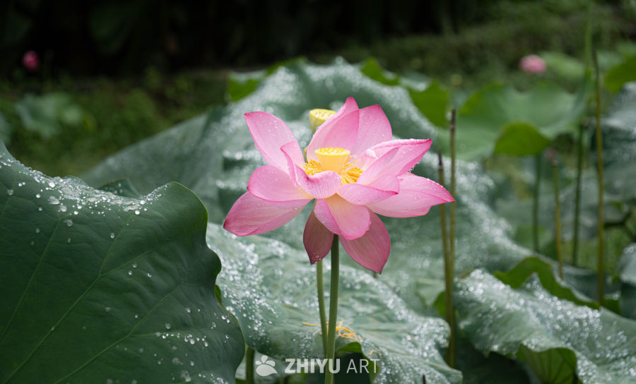 雨后莲花映荷叶