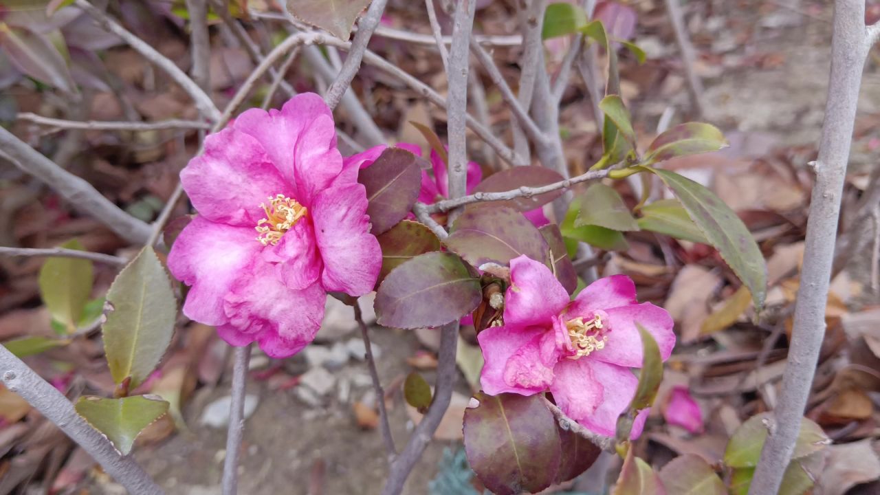 红茶花