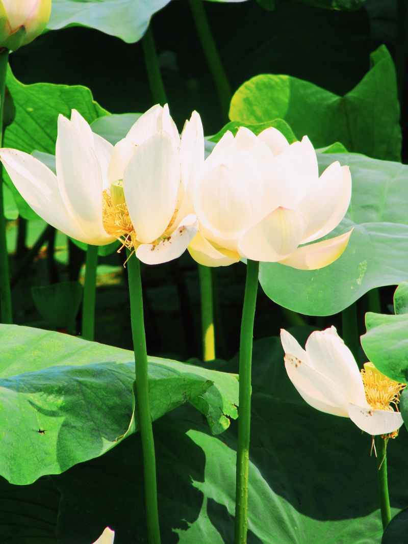 “水中君子”——荷花 17