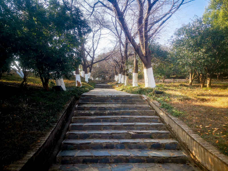 蓝天枯树枝植物摄影图