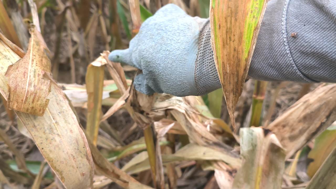 秋收 秋雨 秋粮 2