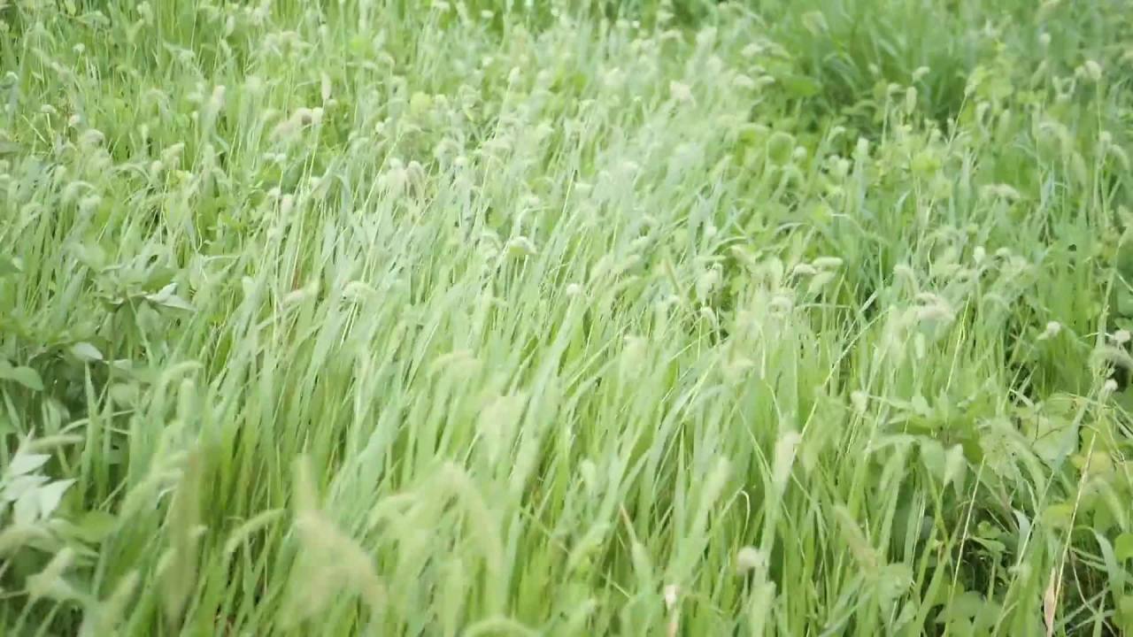风吹草低见牛羊