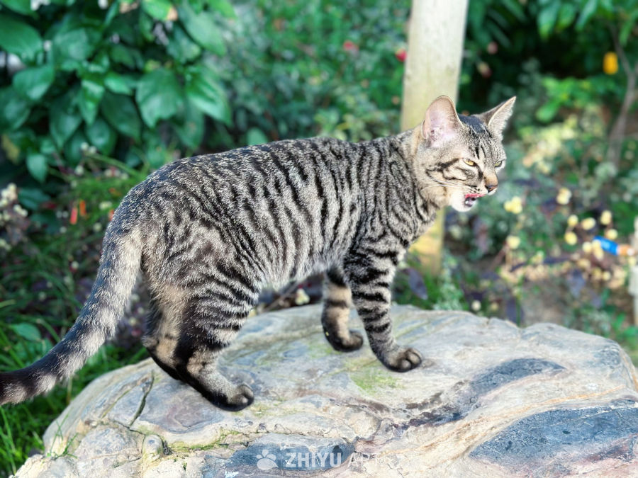 上海辰山植物园的狸花猫 4