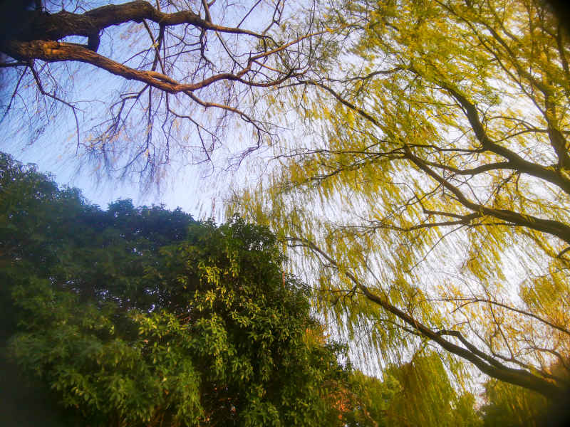 植物垂柳柳树摄影图 
