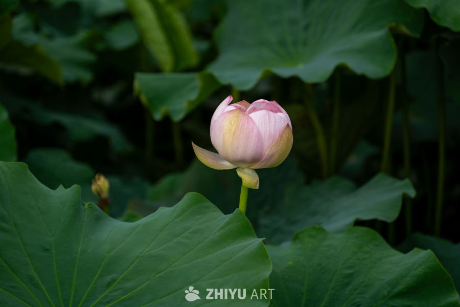 荷花 1